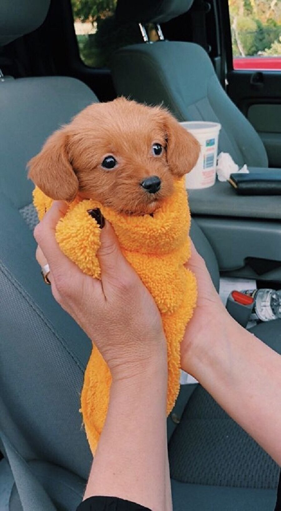 Sarıp sarmalanmış bir adet tatlılık😊🐶