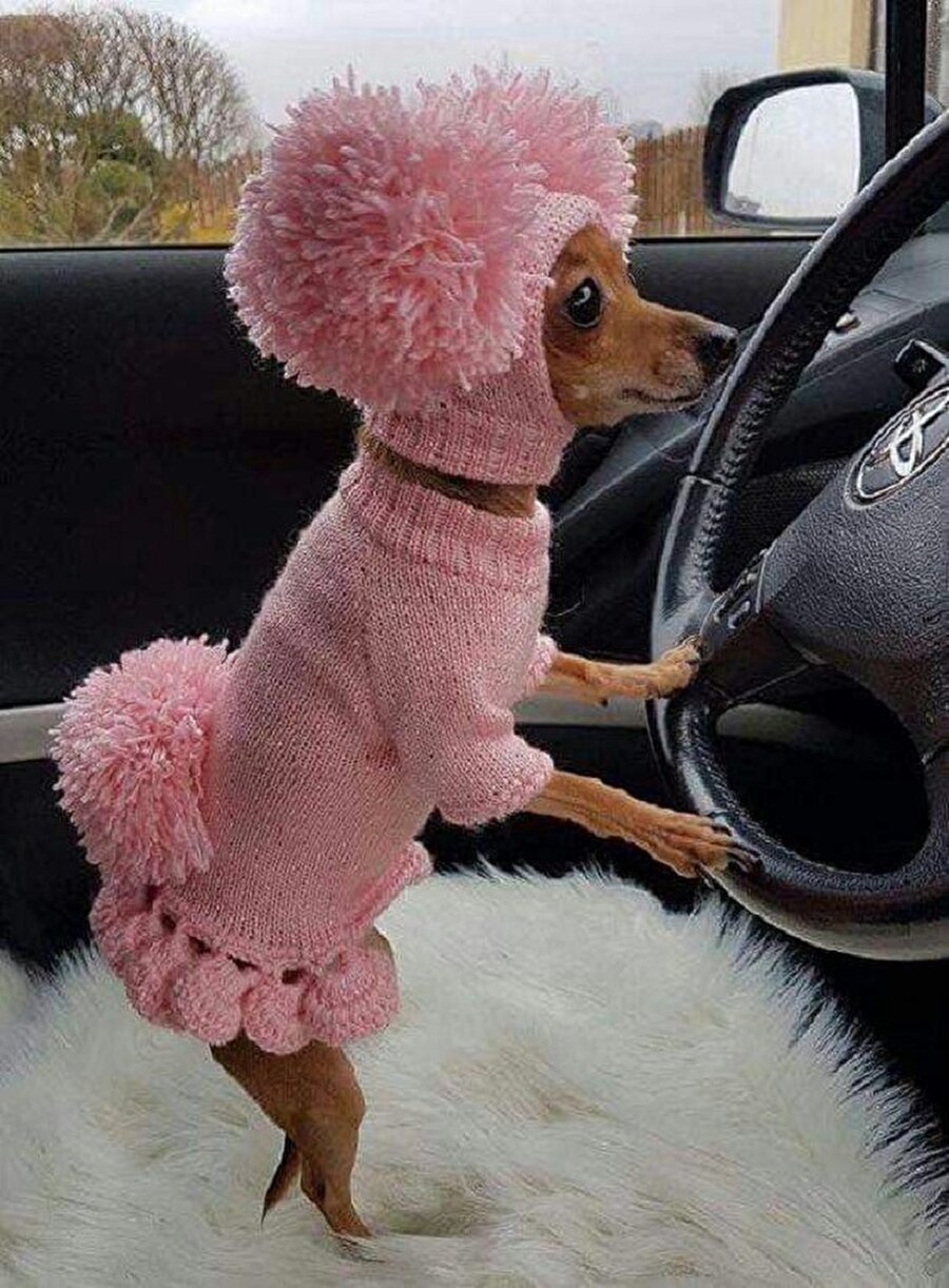 Otomotik vites daha iyi  😆🐶