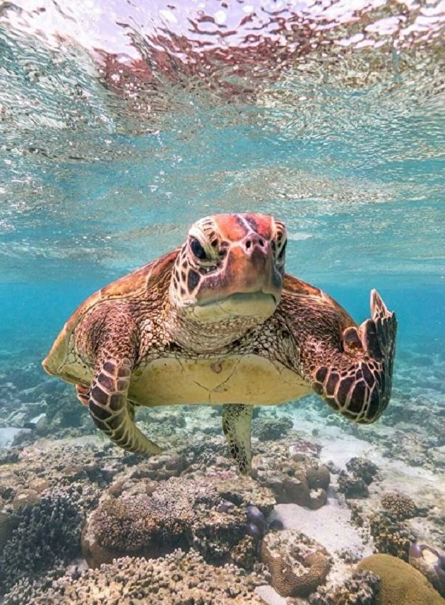 Çekmesene kardeşim😊🐢