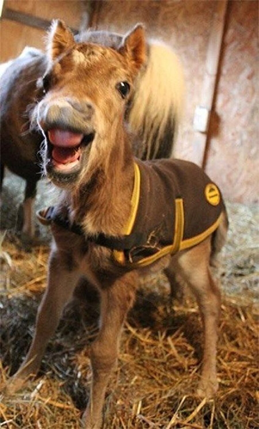 Gülümseyin ve havuç deyin