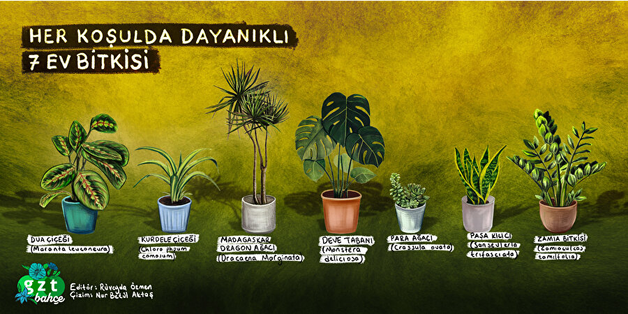 Bakımı kolay ev bitkileri: Bitki bakmaya yeni başlayanlara öneriler