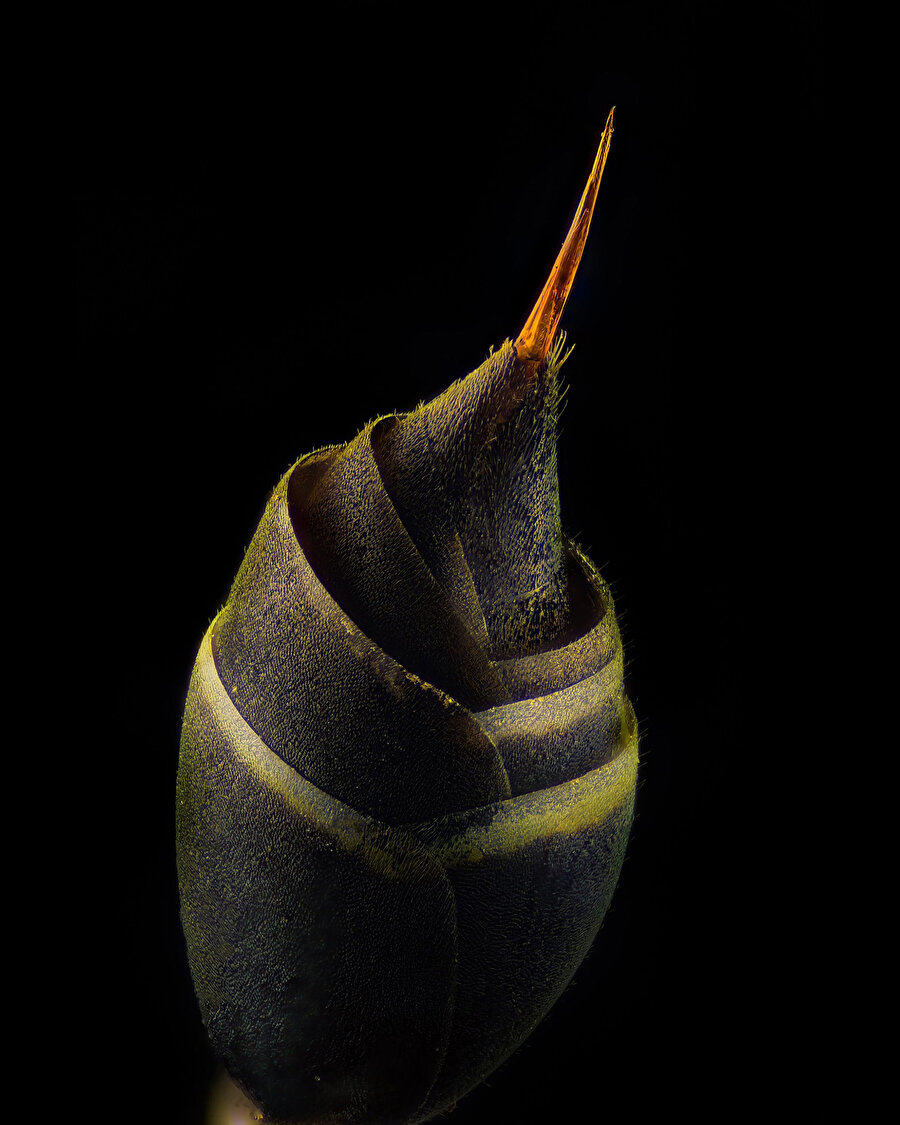 Canlıları hiç bu kadar küçük görmüş müydünüz? 🕷