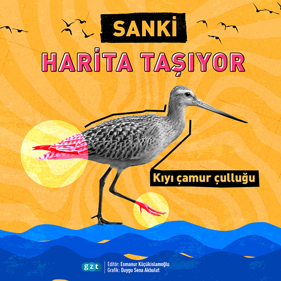 Sanki ceplerinde harita taşıyorlar 👀