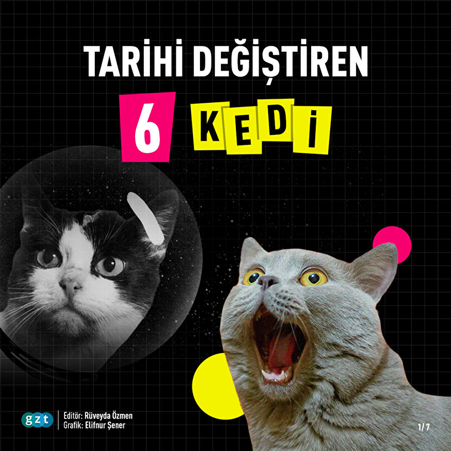 Tarihi değiştiren kediler