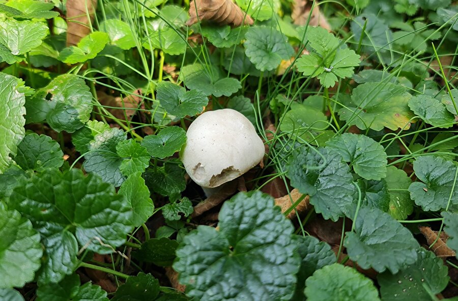 İl Sağlık Müdürlüğü'nden uyarı: Mantardan 23 kişi zehirlendi