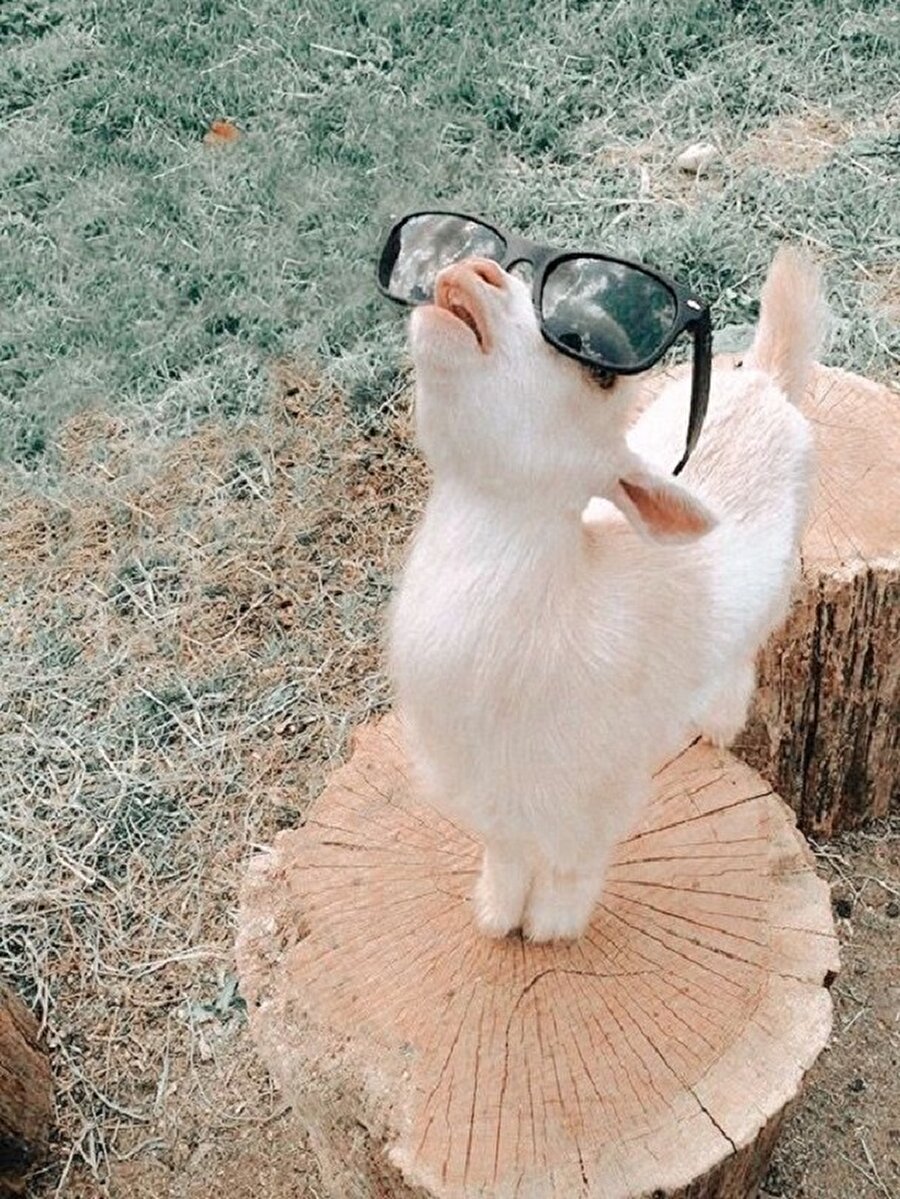 Güneş tutulmasını seyrediyor☺