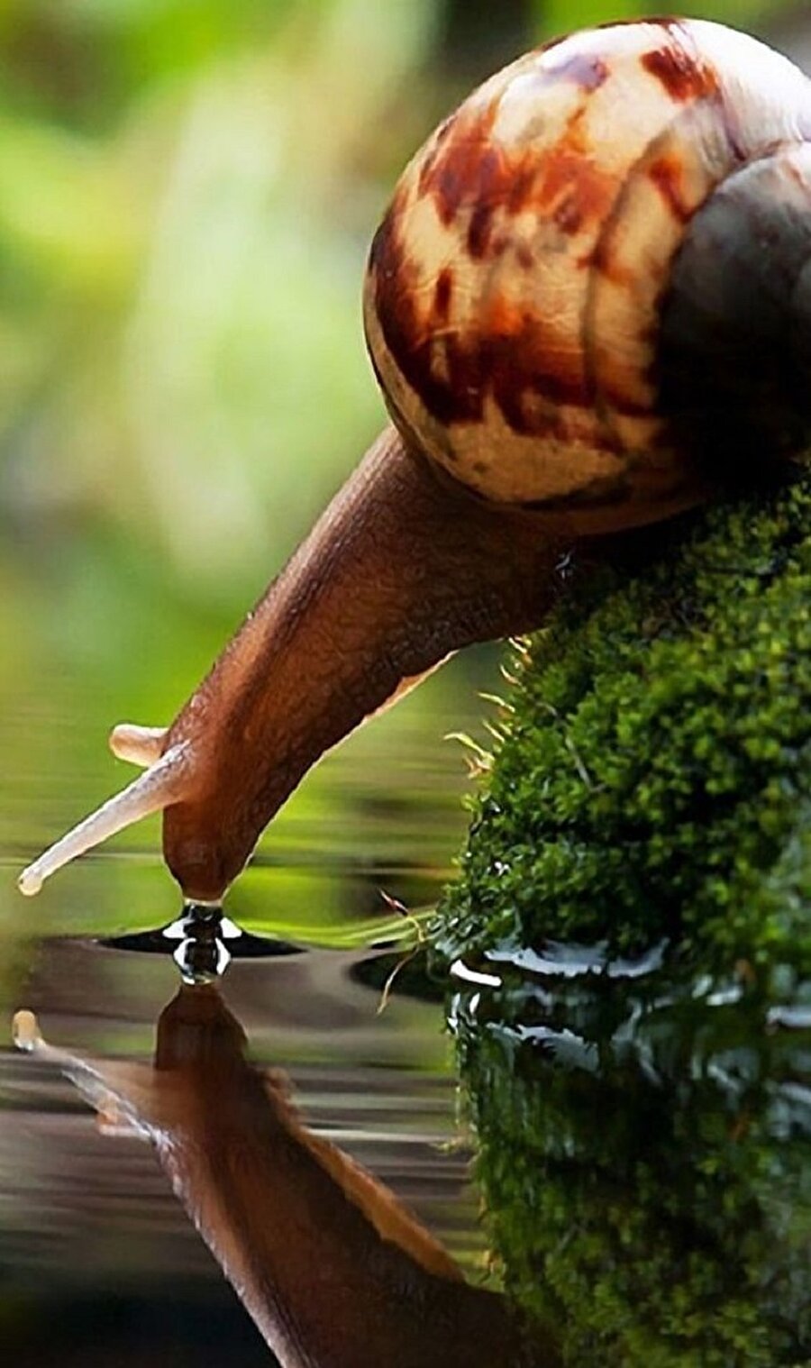 Su içen salyangoz🐌