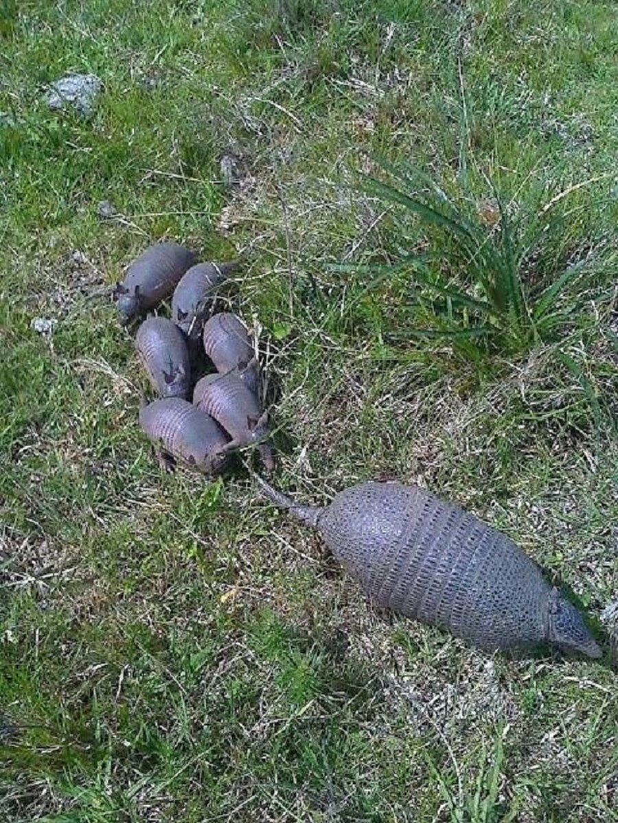 Armadillo ailesi😊