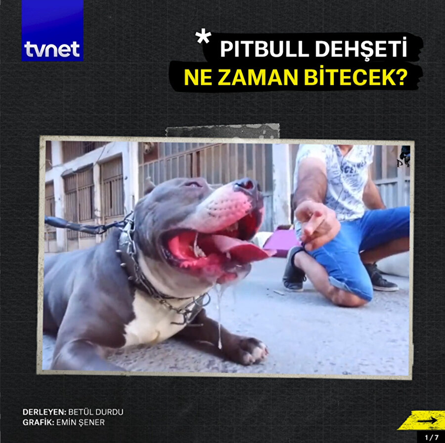Pitbull dehşeti ne zaman bitecek?
