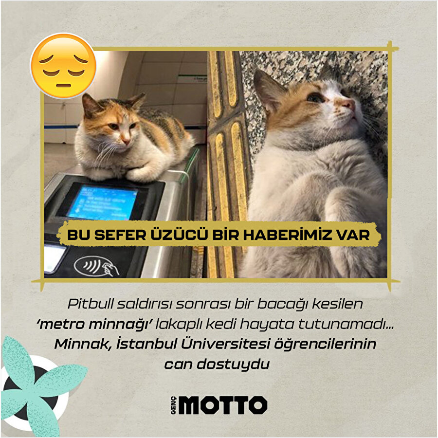 Vezneciler'in simgesi 'metro minnağı patates' kedi kurtarılamadı 