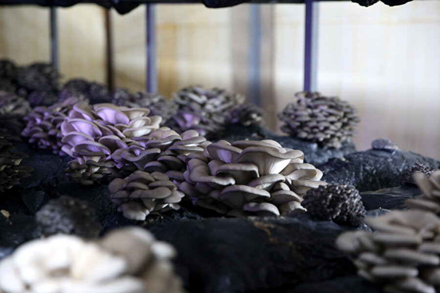 100 metrekarelik çadırda yetiştiriyorlar: 3 ton üretildi