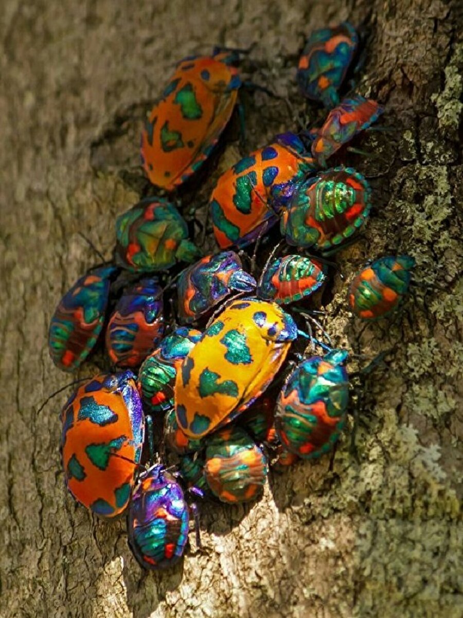 Muhteşem renkli böcekler😊