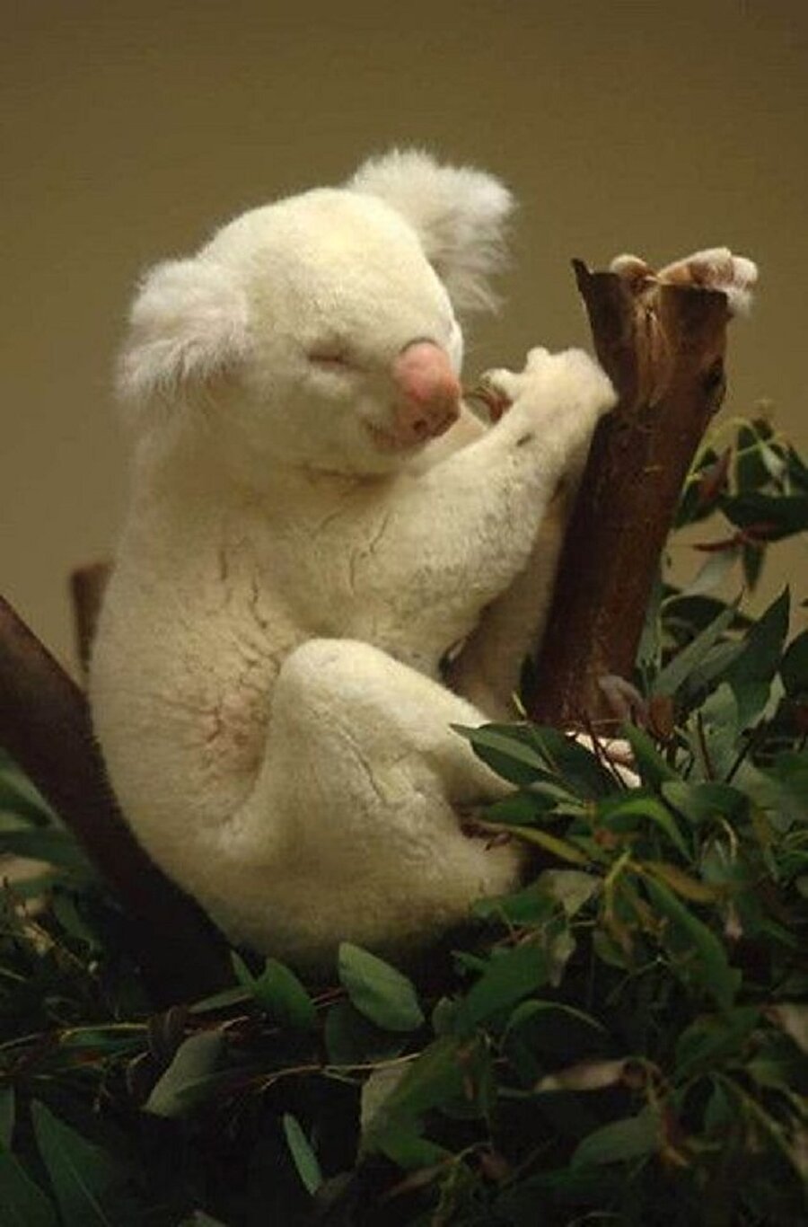 Albino koala 🐨
