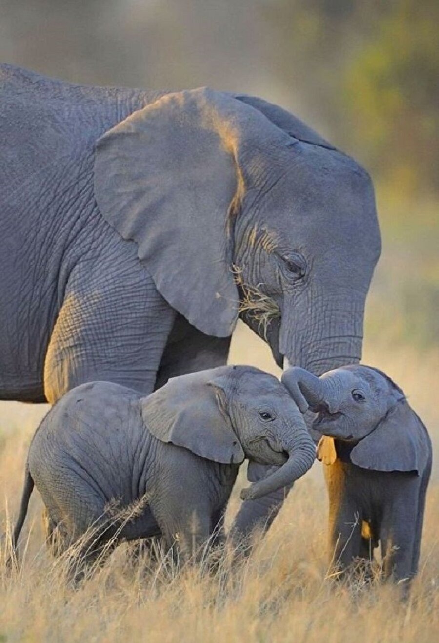 Anne fil ve sevimli yavruları🐘