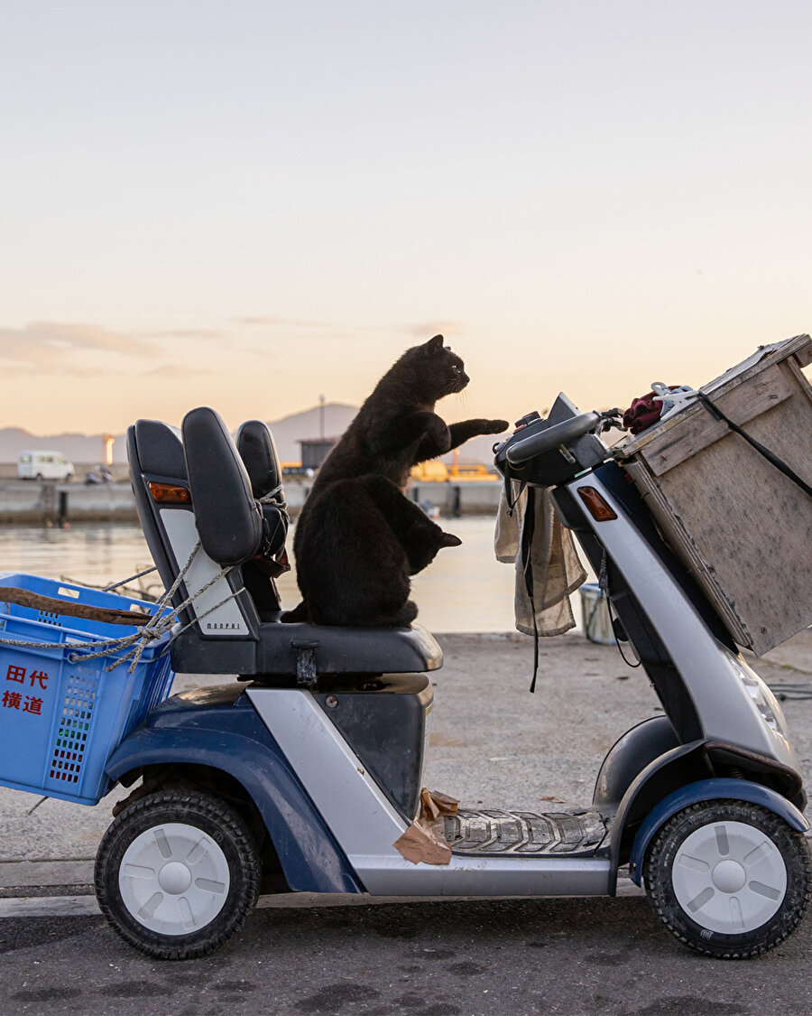 Kedi adası Aoshima 🐱