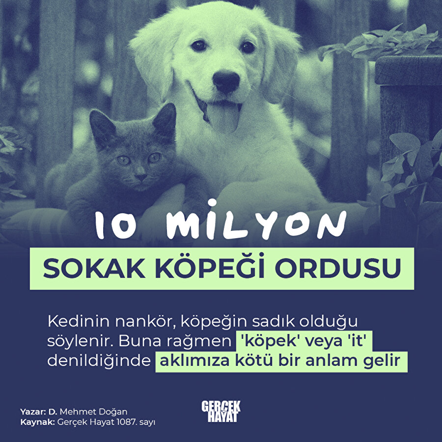 Modernleşen köpeklerin nüfusu her geçen gün artıyor