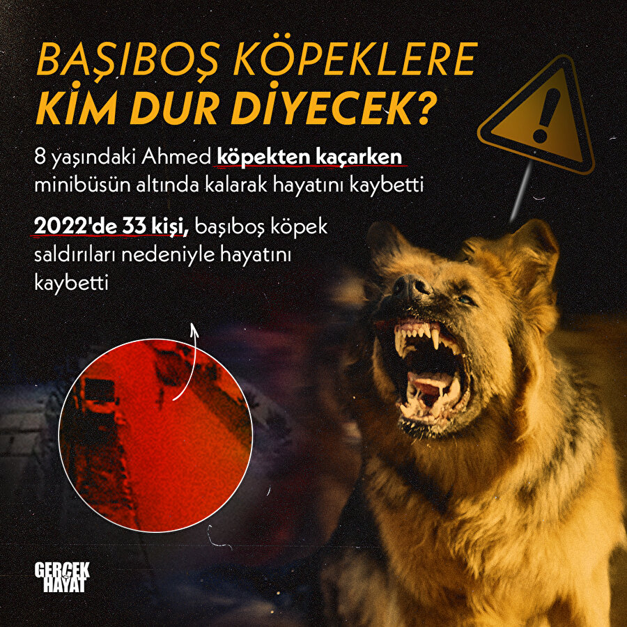 Başıboş köpekler bir cana daha mal oldu
