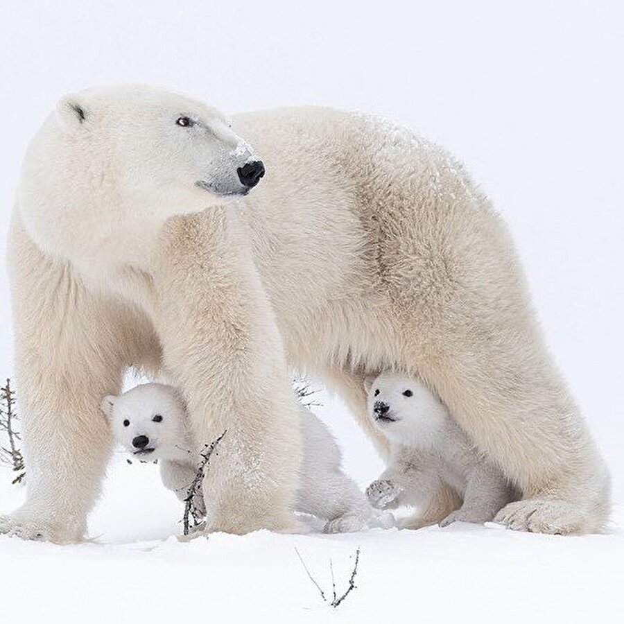 Sevimli yavrular ile anne ayı