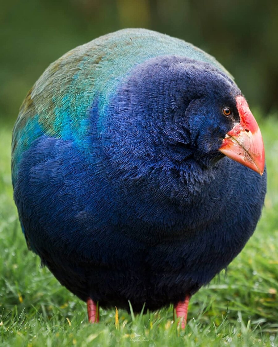 Takahe