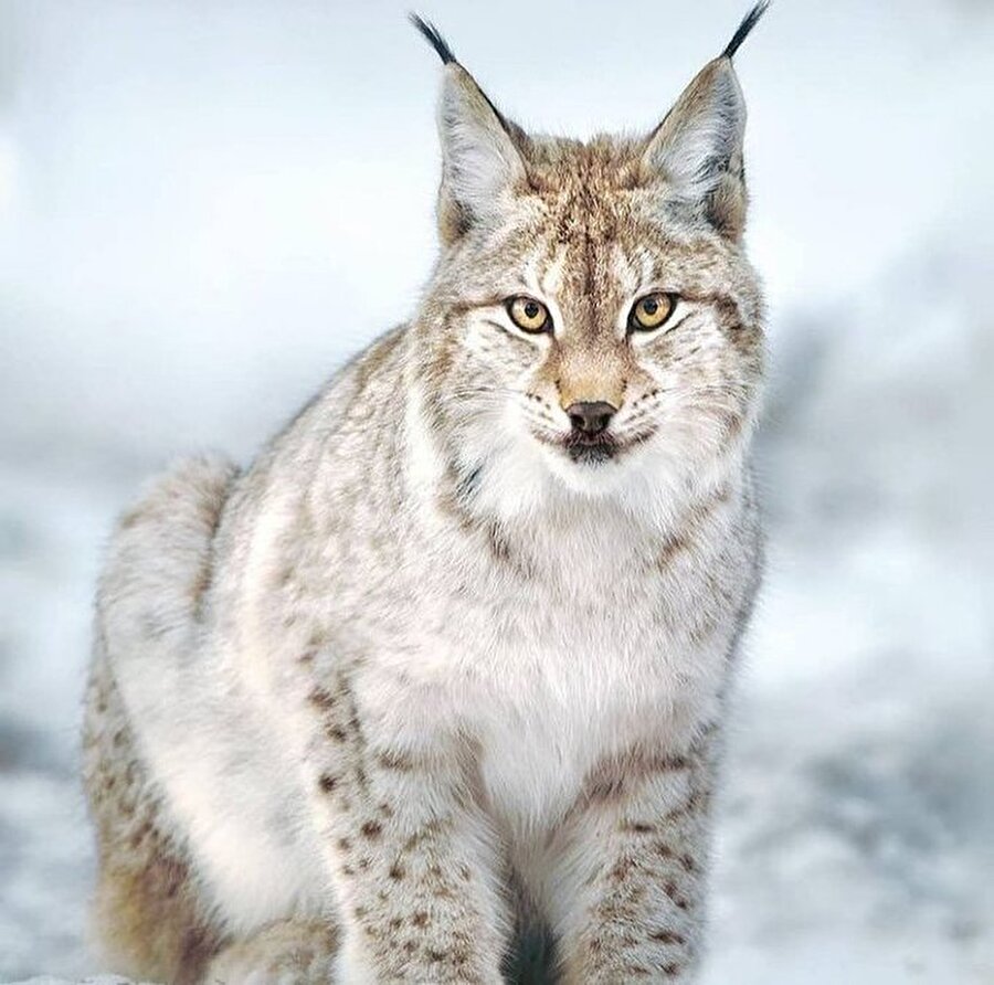 Asil ve güzel vaşak