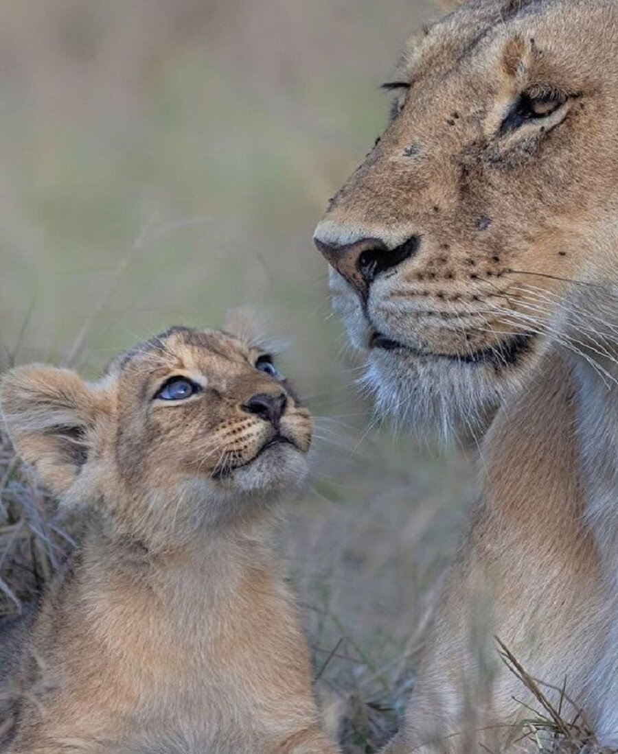 Annesine hayran bir bebek🦁😊
