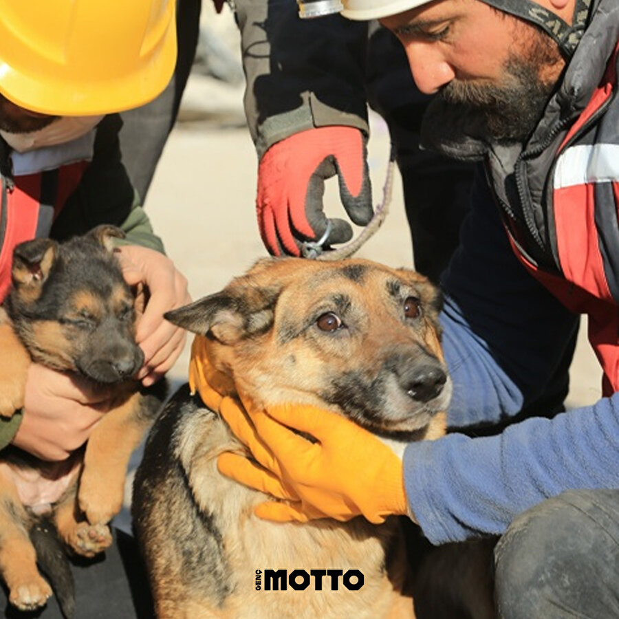 Enkazdan iki yavrusuyla kurtarılan köpek