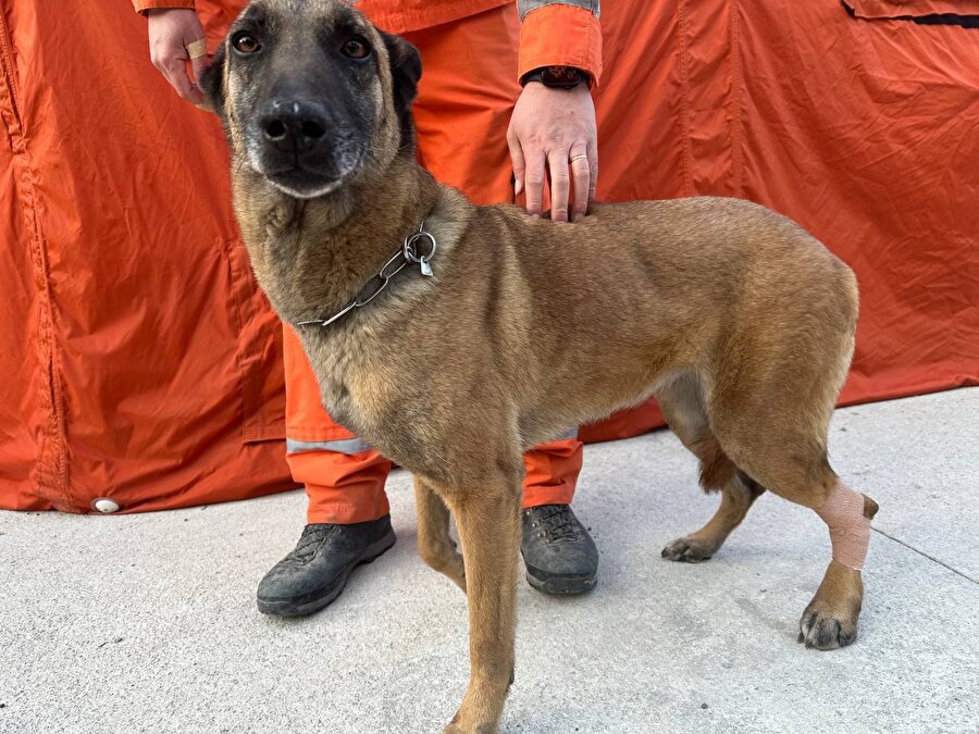 Güney Kore'den gelen  arama kurtarma köpeği