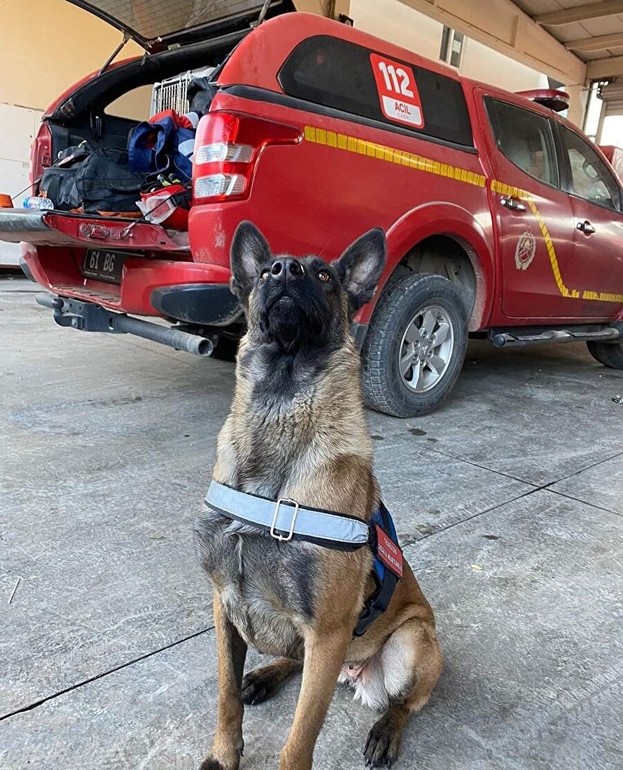 Trabzon İtfaiyesinin kurtarma köpeği "Rita"