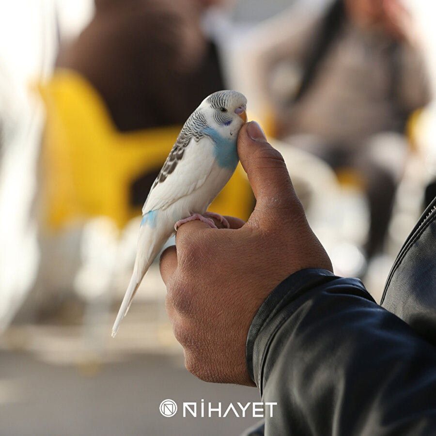 Maviş sahibini uyandırdı