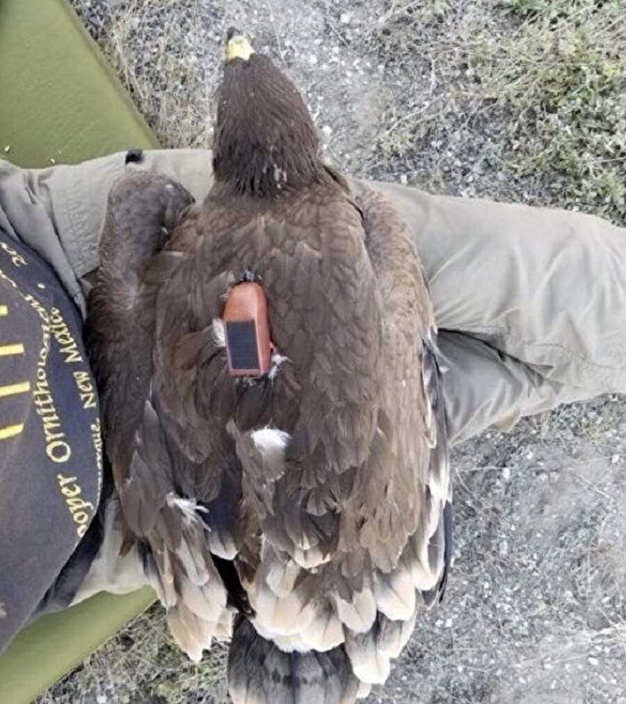 Üzerine takip cihazı takılan kartalın 20 senelik göç haritası