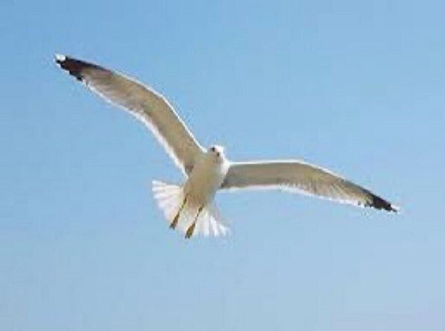 1 martınızı kutlarız🐦😊