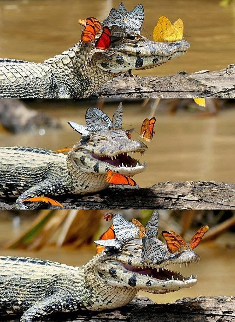 Timsahın kelebekler ile imtihanı