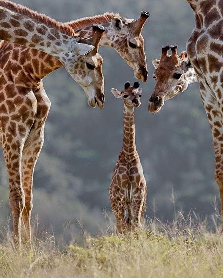 Tanışma merasimi😊🦒