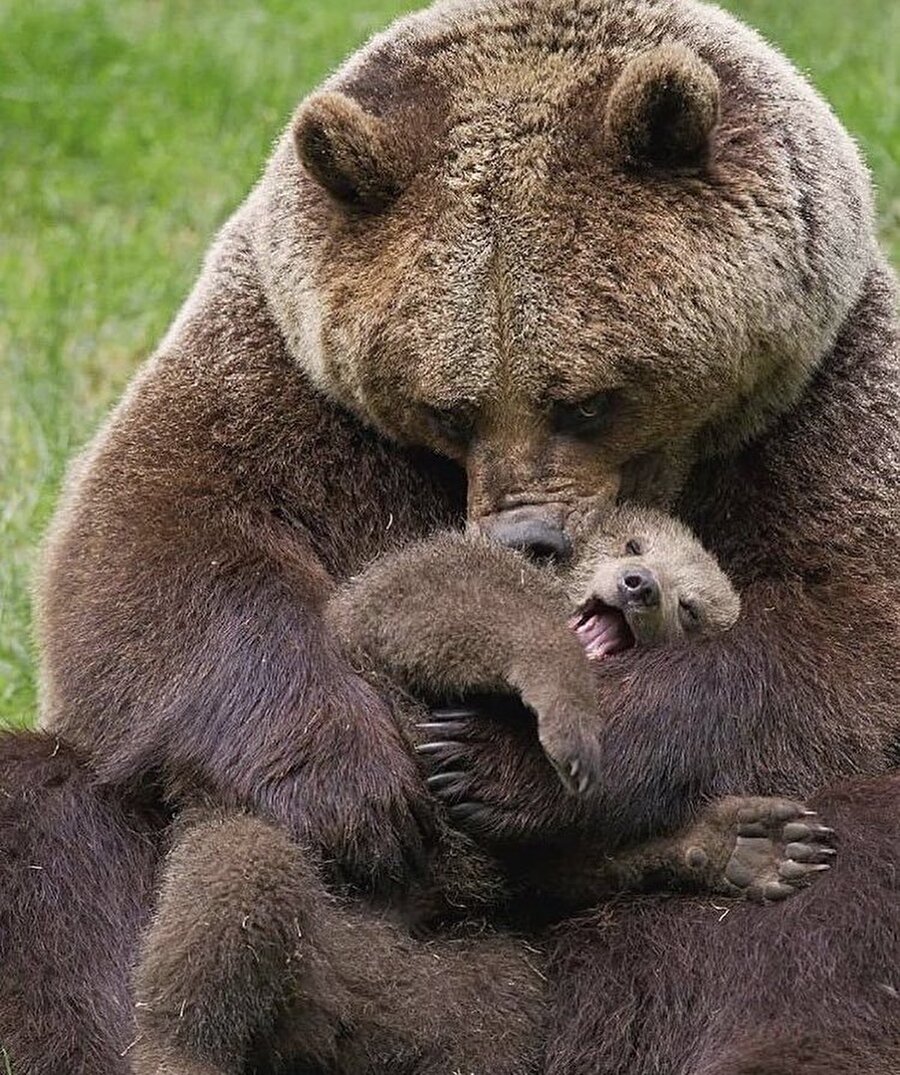 Ayı gibi sevmek🐻😊