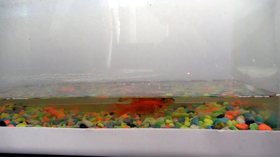 44 gündür yem verilmiyordu: Depremde ağır hasar alan evinde balıklarını canlı buldu