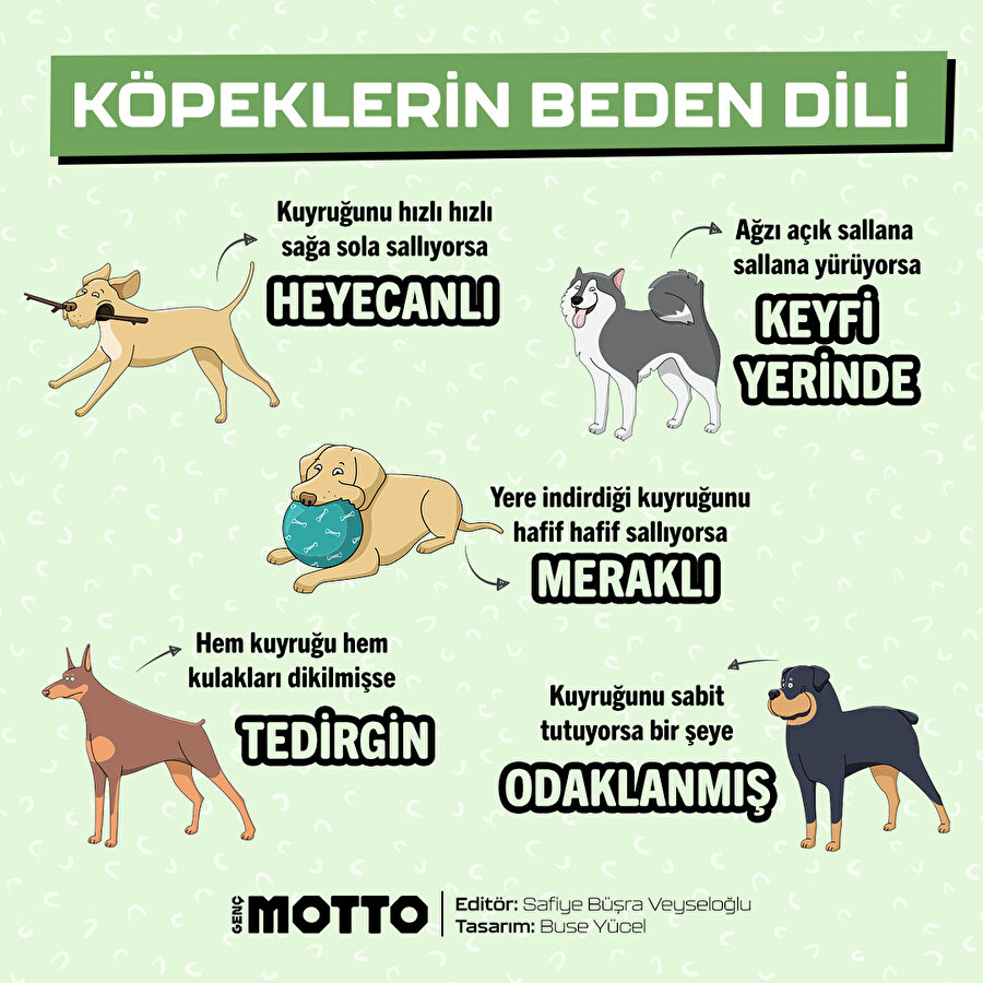 Köpeklerin beden dili bize ne söyler?