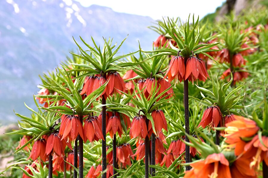 Siirt'te bu çiçeği koparan yandı: 244 bin 315 lira cezası var