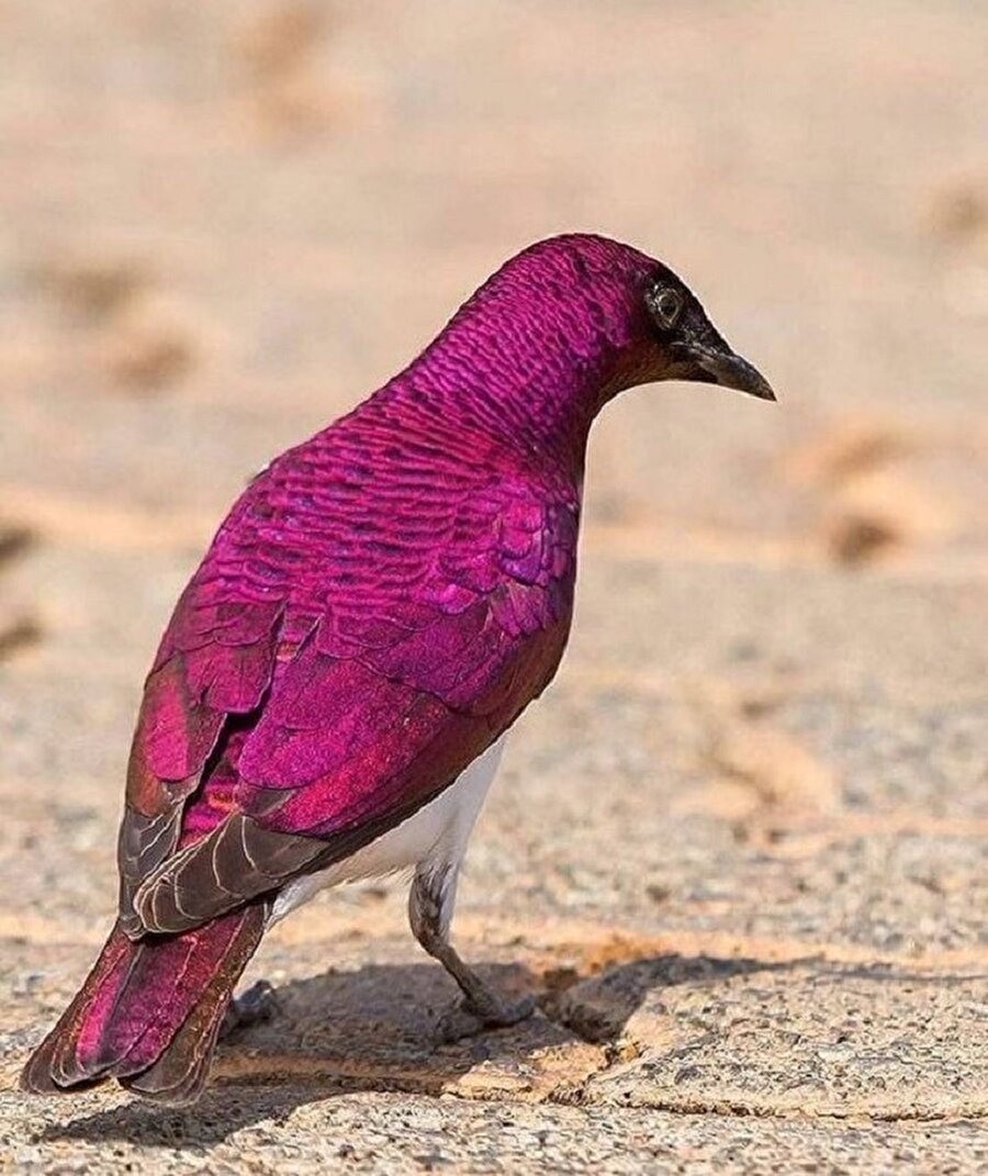 Büyüleyici renk tonu ile bir “Ak Karınlı Sığırcık”