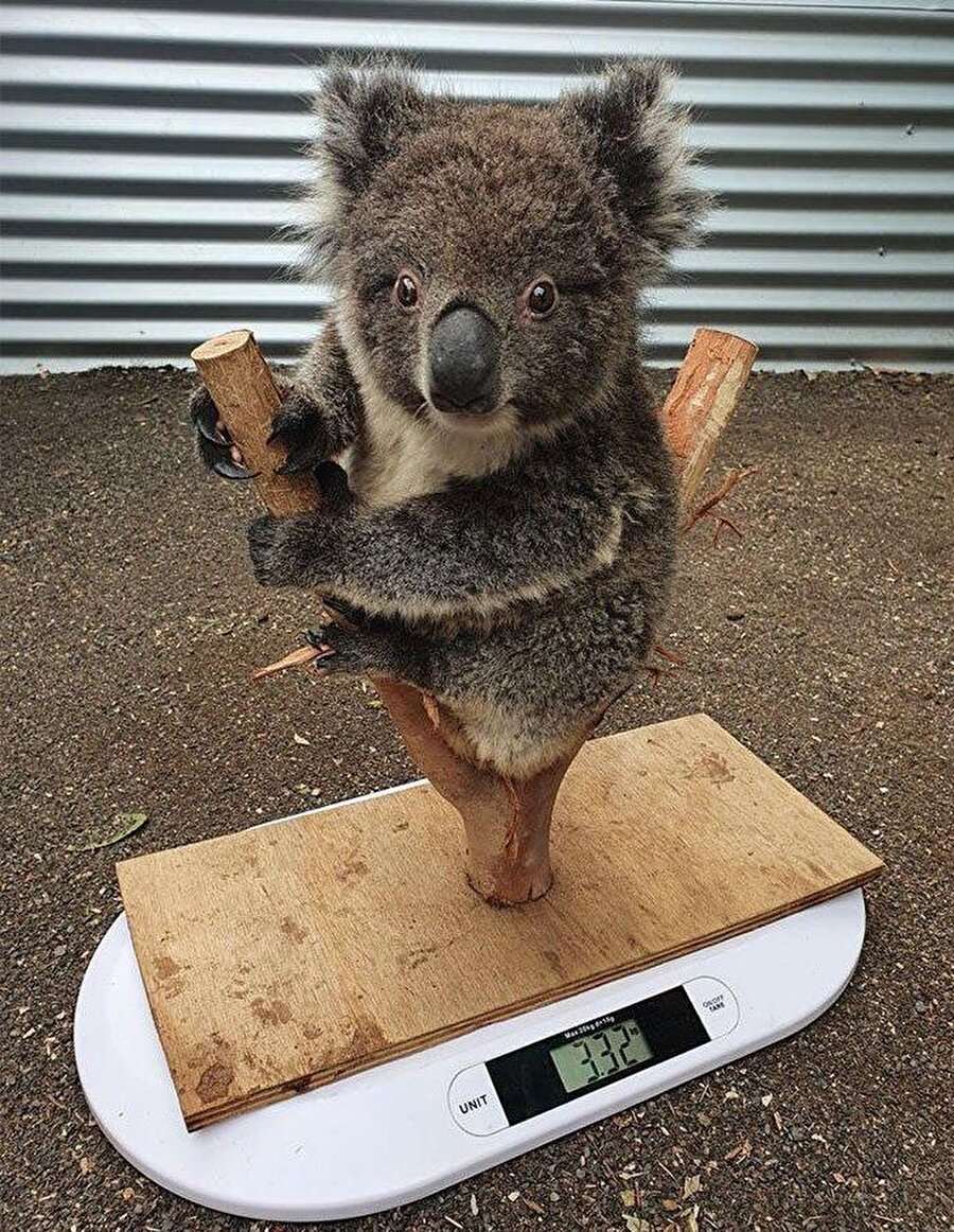Koalaların tartılma şekli
