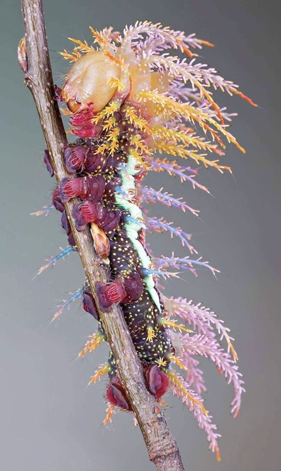 Muhteşem renkleriyle "Şaman Tırtılı"