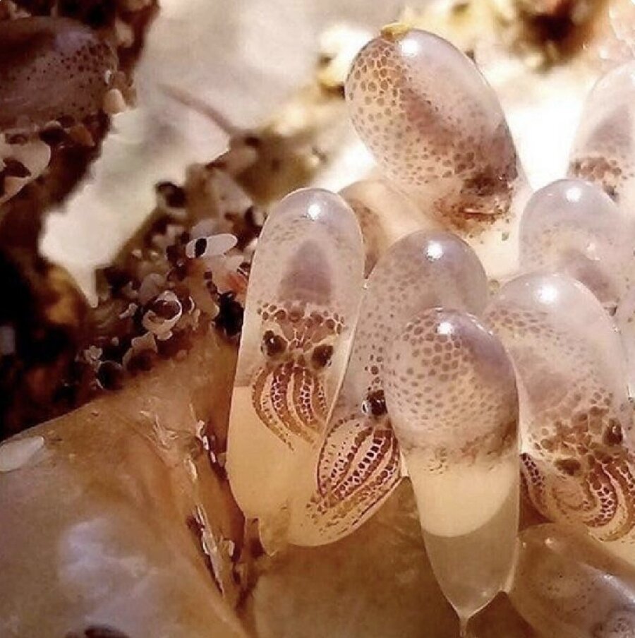 Yavru ahtapotların hala yumurtalarında olduğu harika bir fotoğraf