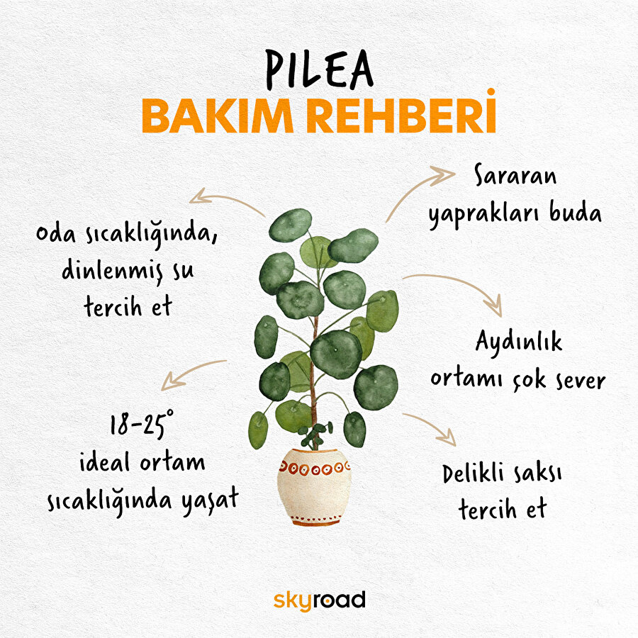 Pilea bakım rehberi 🙌