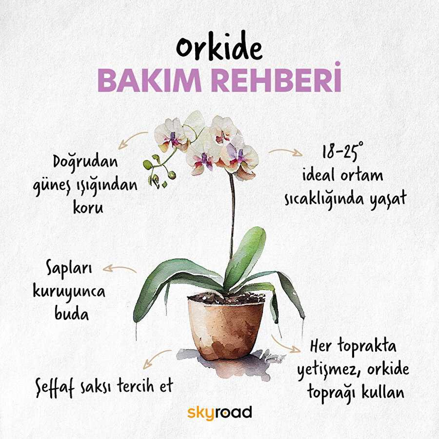 Orkide bakım rehberi 🙌