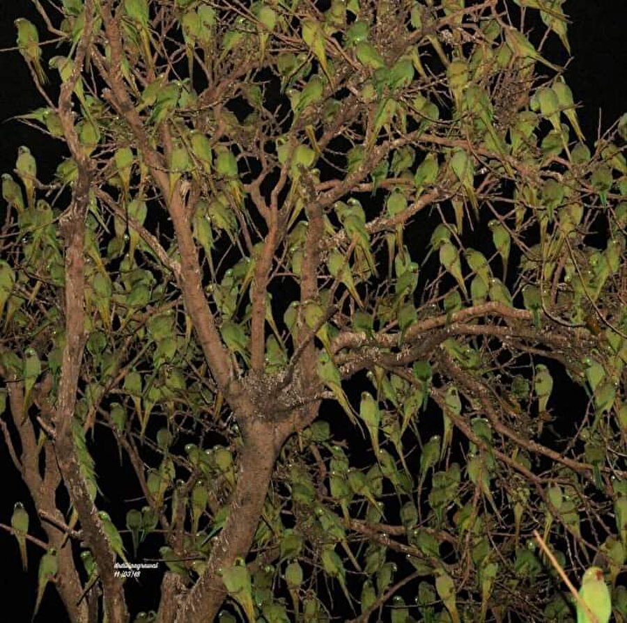 Gördükleriniz aslında yaprak değil!