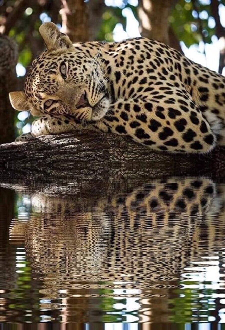 Varoluşsal sancılar çeken bir Afrika Leoparı😊