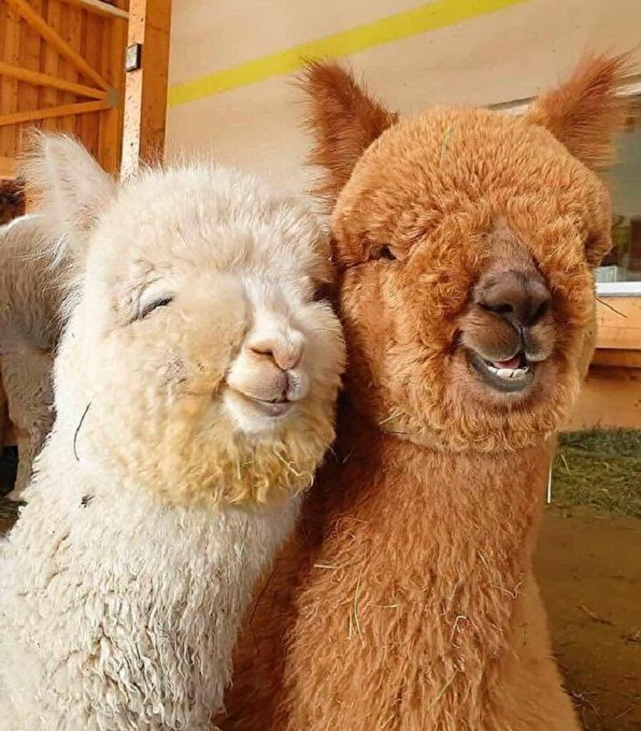 Masum yüzleri ile alpakalar...