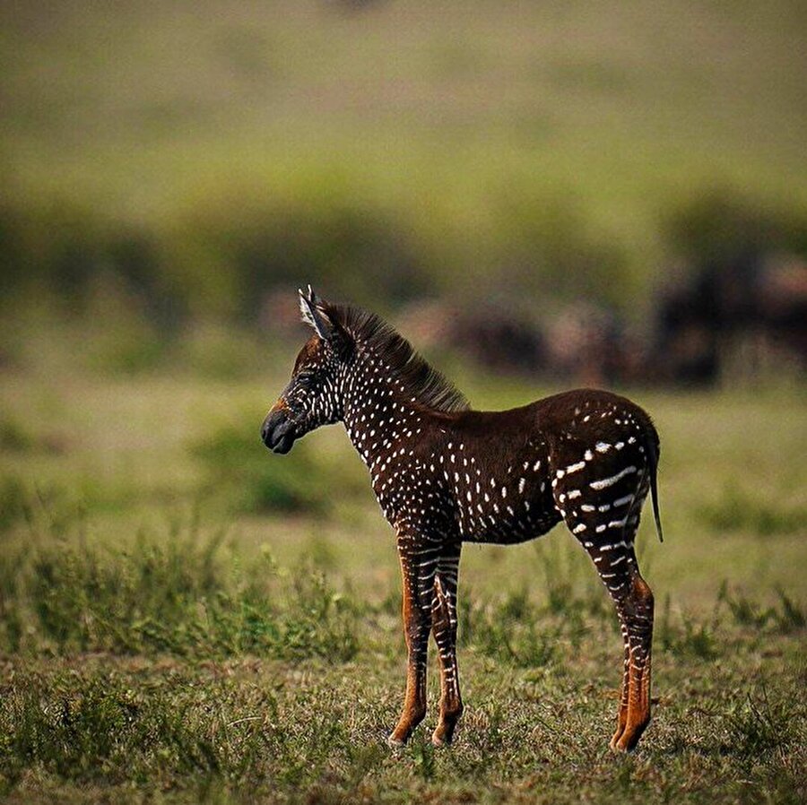 Dünyanın bilinen tek benekli zebrası 🦓