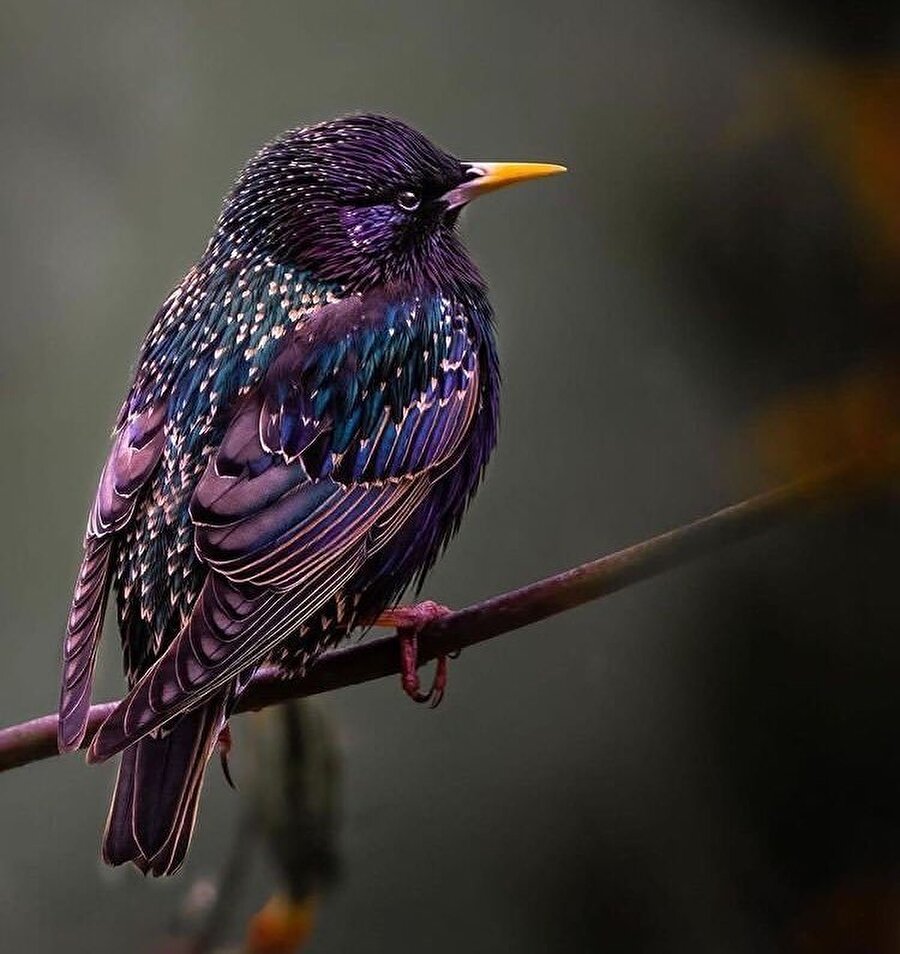 Büyüleyici renk tonu ile mor sığırcık kuşu🐦