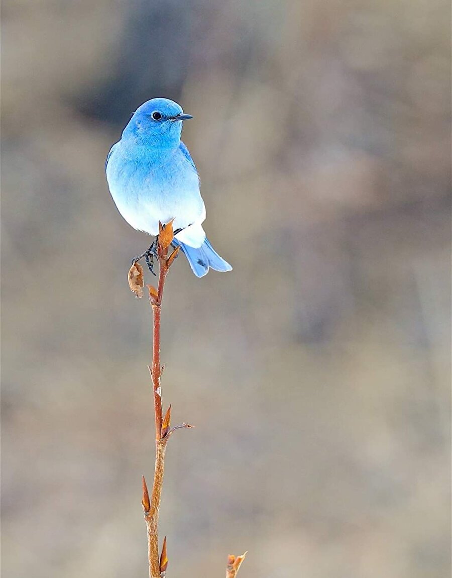 Sialia currucoides namı diğer Mavi erkek dağ kuşu🐦