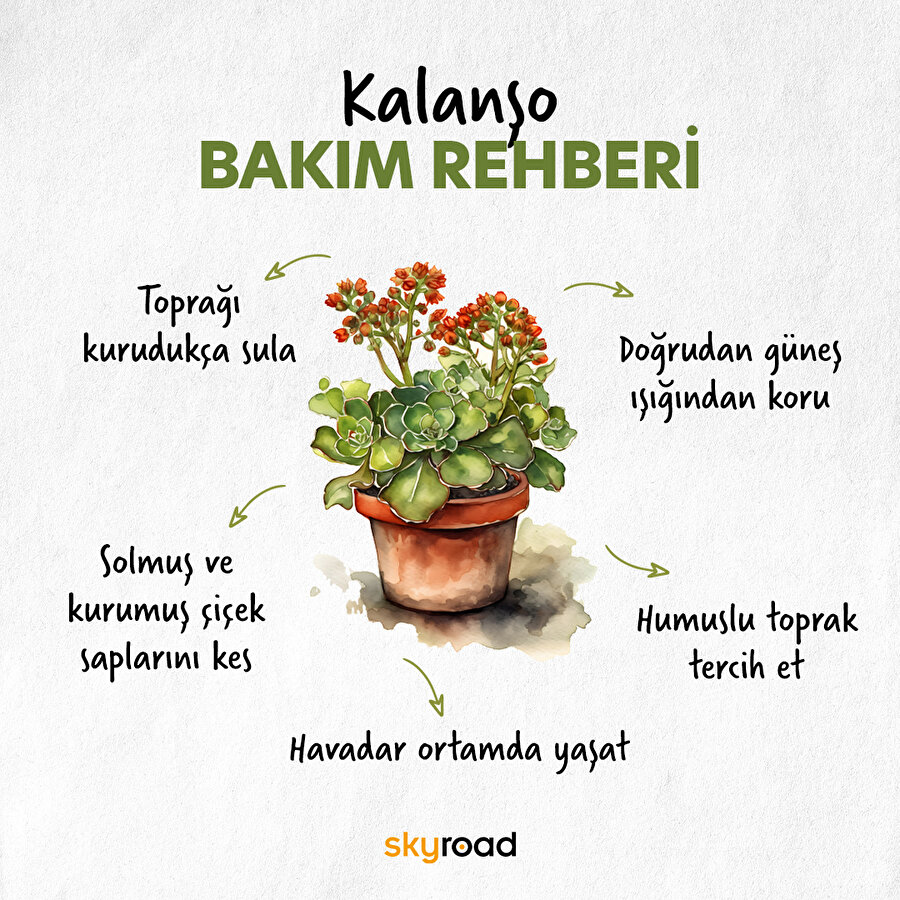 Kalanşo bakım rehberi 🙌